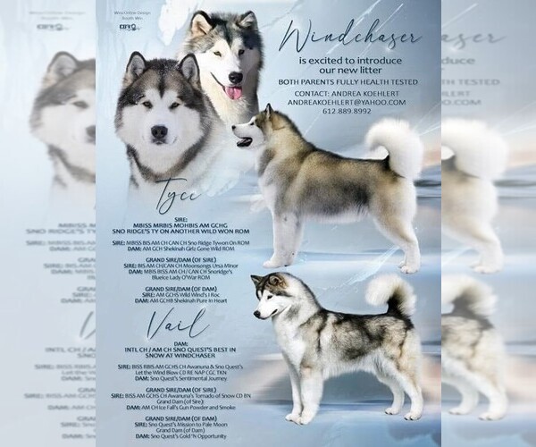Medium Photo #1  Breeder Profile in ANOKA, MN, USA