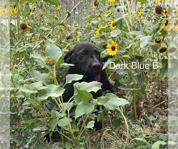 Medium Photo #3  Breeder Profile in GILLETTE, WY, USA