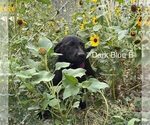 Small #2 Breeder Profile image