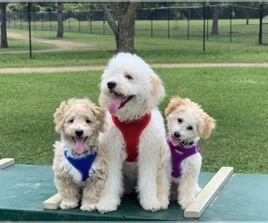 Maltipoo (Miniature) Dog Breeder near BAYTOWN, TX, USA