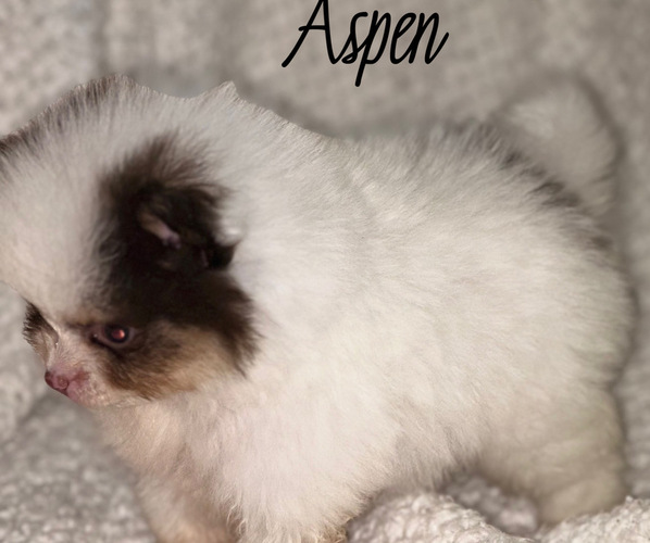 Medium Photo #4  Breeder Profile in ANDALUSIA, AL, USA