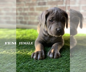Cane Corso Dog Breeder near SAN BERNARDINO, CA, USA