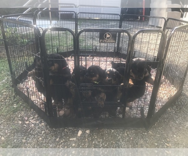 Medium Photo #18  Breeder Profile in TOMS RIVER, NJ, USA