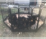 Small #17 Breeder Profile image