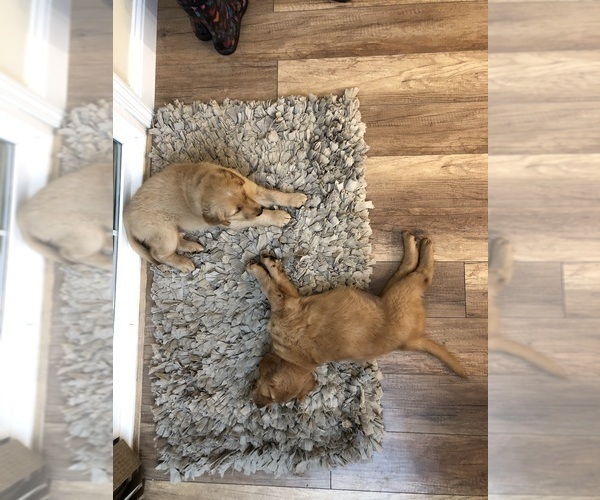 Medium Photo #18  Breeder Profile in BLUE SPRINGS, MO, USA