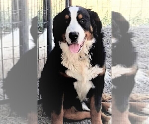 Medium Photo #2  Breeder Profile in MONTROSE, CO, USA