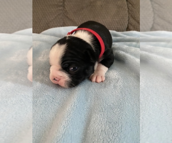 Medium Photo #1  Breeder Profile in BARDSTOWN, KY, USA