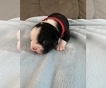 Small breeder photo