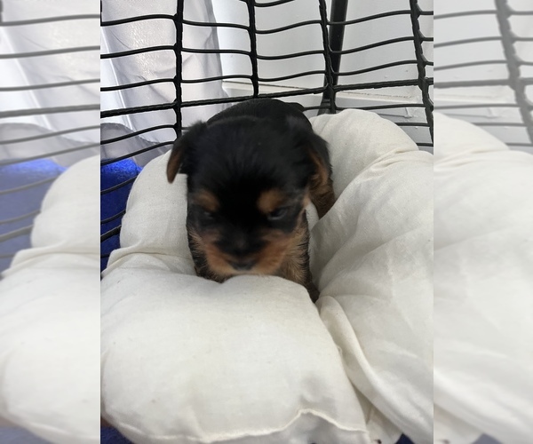 Medium Photo #1  Breeder Profile in WINTER PARK, FL, USA