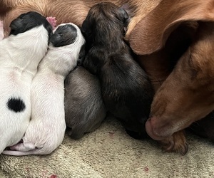 Dachshund Dog Breeder near MEDFORD, OR, USA