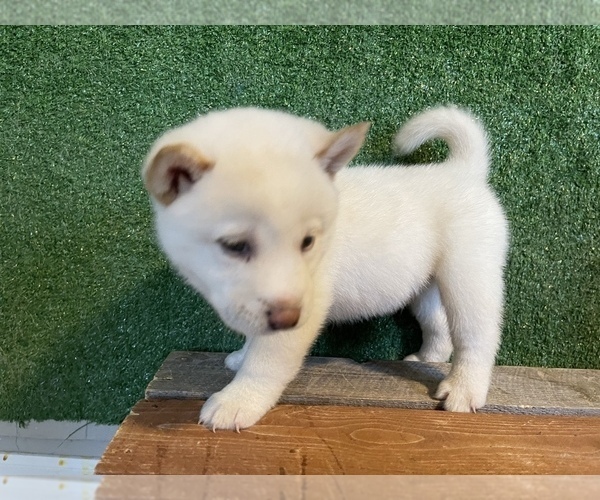 Medium Photo #1  Breeder Profile in RINCON, AZ, USA