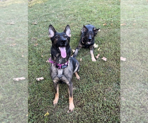 Medium Photo #1  Breeder Profile in KANSAS CITY, KS, USA