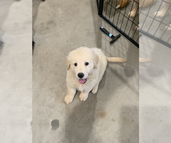 Medium Photo #1  Breeder Profile in SPG VALLEY LK, CA, USA