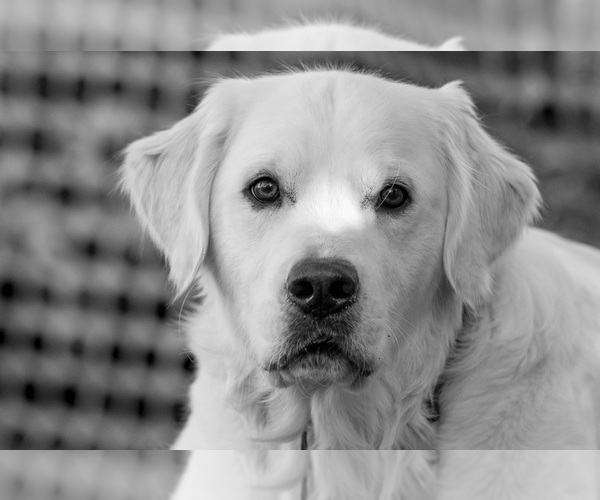 Medium Photo #24  Breeder Profile in ROWLEY, MA, USA