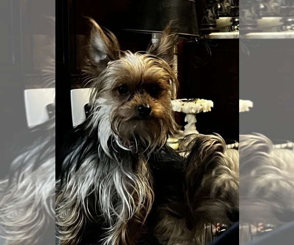 Medium Photo #11  Breeder Profile in MACON, GA, USA