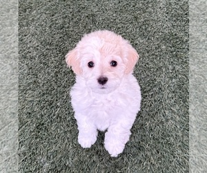 Medium Breeder Profile Photo