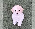 Small breeder photo