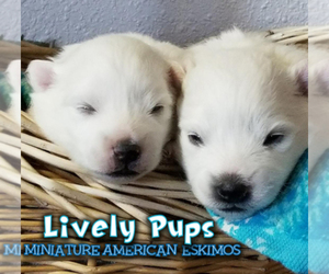 Miniature American Eskimo Dog Breeder near CO SPGS, CO, USA