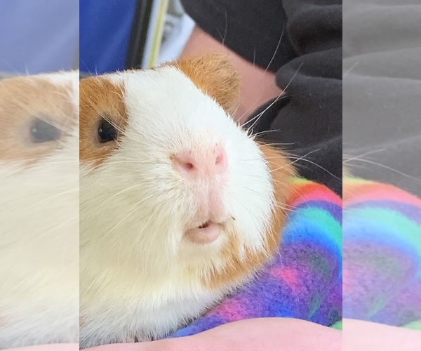 Medium Photo #28  Breeder Profile in MIDLOTHIAN, TX, USA