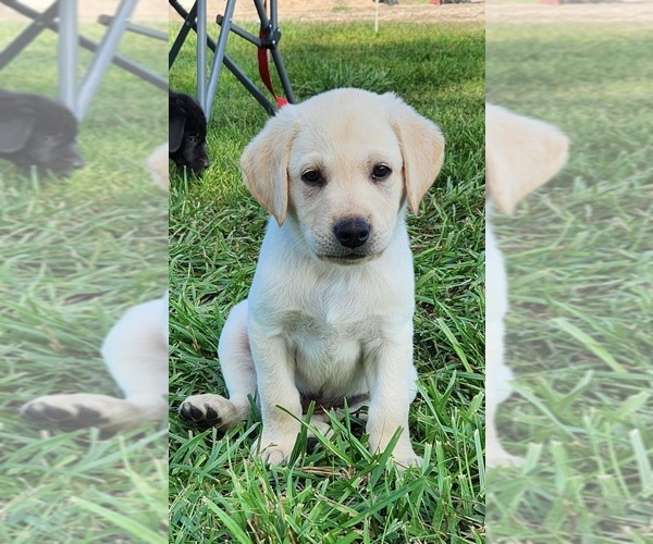 Medium Photo #8  Breeder Profile in SHELDON, IA, USA
