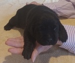 Small #8 Breeder Profile image