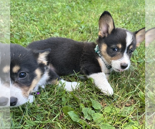 Medium Photo #12  Breeder Profile in PERKINSVILLE, VT, USA