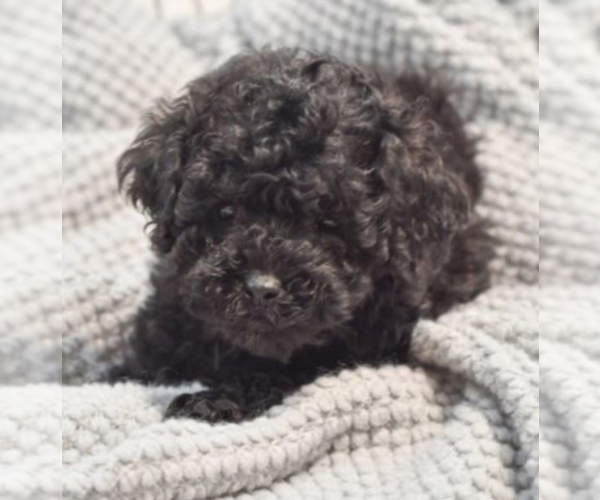 Medium Photo #11  Breeder Profile in MATTOON, IL, USA