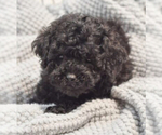 Small #10 Breeder Profile image