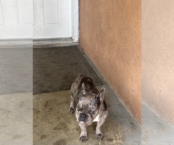 Medium Photo #1  Breeder Profile in RIVERSIDE, CA, USA