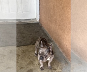 Medium Breeder Profile Photo