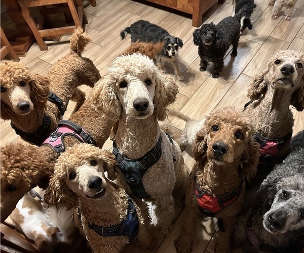 Medium Photo #1  Breeder Profile in SAN ANTONIO, TX, USA