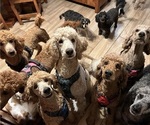 Small breeder photo