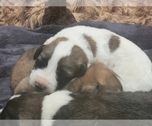 Mutt Dog Breeder near ACTON, CA, USA
