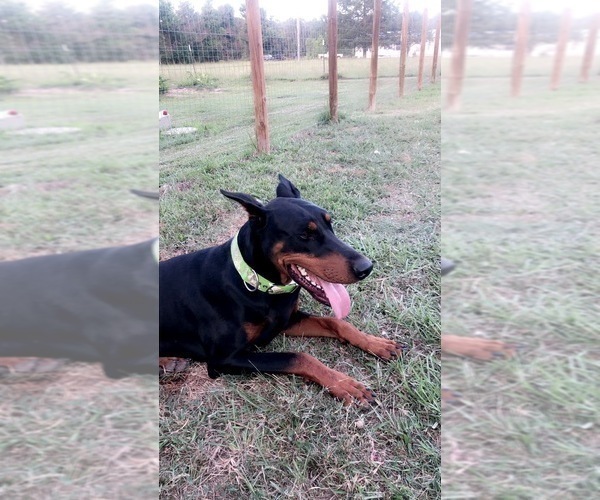 Medium Photo #4  Breeder Profile in CORRIGAN, TX, USA