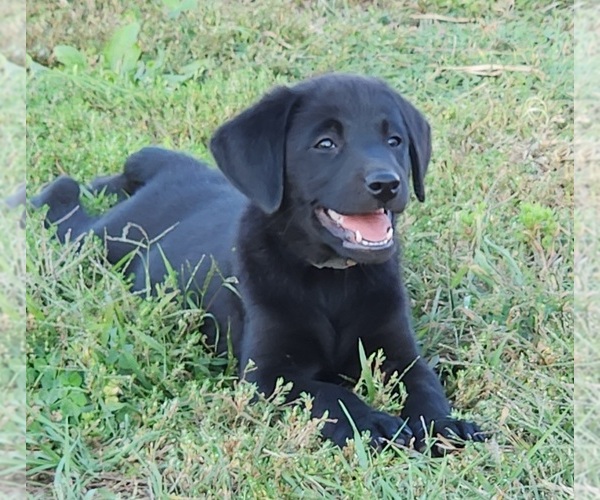 Medium Photo #5  Breeder Profile in SHELDON, IA, USA