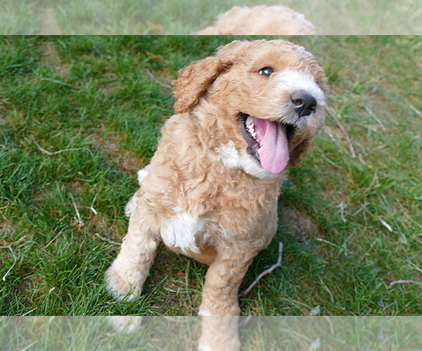 Medium Photo #16  Breeder Profile in ROY, UT, USA