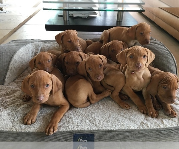 Medium Photo #1  Breeder Profile in FISCHER, TX, USA
