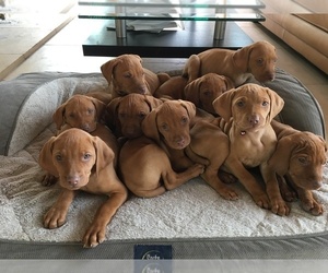 Vizsla Dog Breeder near FISCHER, TX, USA