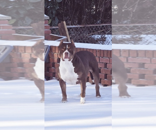 Medium Photo #2  Breeder Profile in WALTERBORO, SC, USA