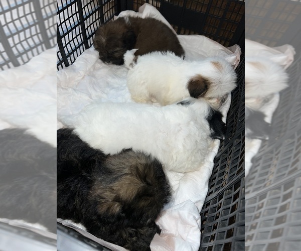 Medium Photo #1  Breeder Profile in TYLER, TX, USA