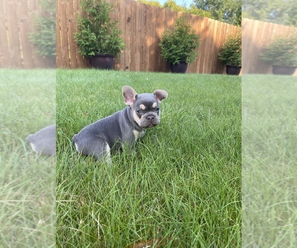 Medium Photo #4  Breeder Profile in MAPLE GROVE, MN, USA