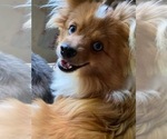 Small breeder photo