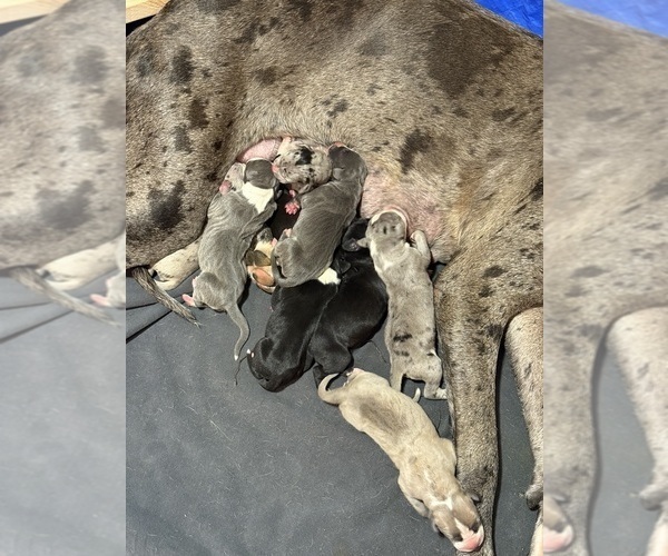 Medium Photo #5  Breeder Profile in RANSOMVILLE, NY, USA