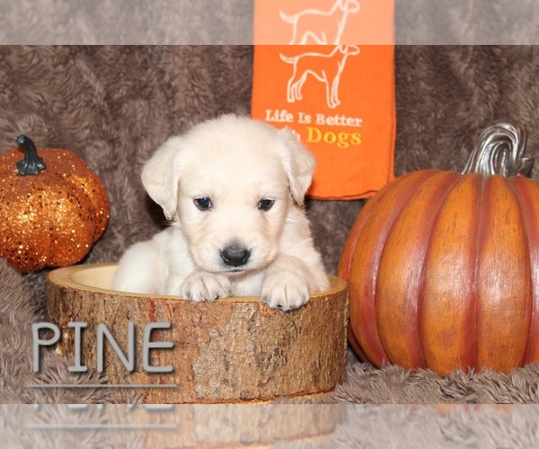 Medium Photo #1  Breeder Profile in DECKER PR, TX, USA