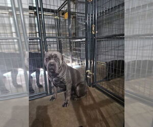 Cane Corso Dog Breeder near COLS, GA, USA