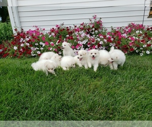 Miniature Labradoodle Dog Breeder near HINDSBORO, IL, USA