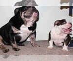 Small #1 Breeder Profile image