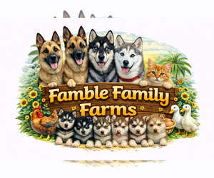 Siberian Husky Dog Breeder near WAUCHULA, FL, USA