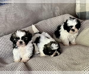 Shih Tzu Dog Breeder near BIXBY, OK, USA
