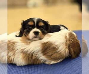 Cavalier King Charles Spaniel Dog Breeder in ADDISON TOWNSHIP,  USA